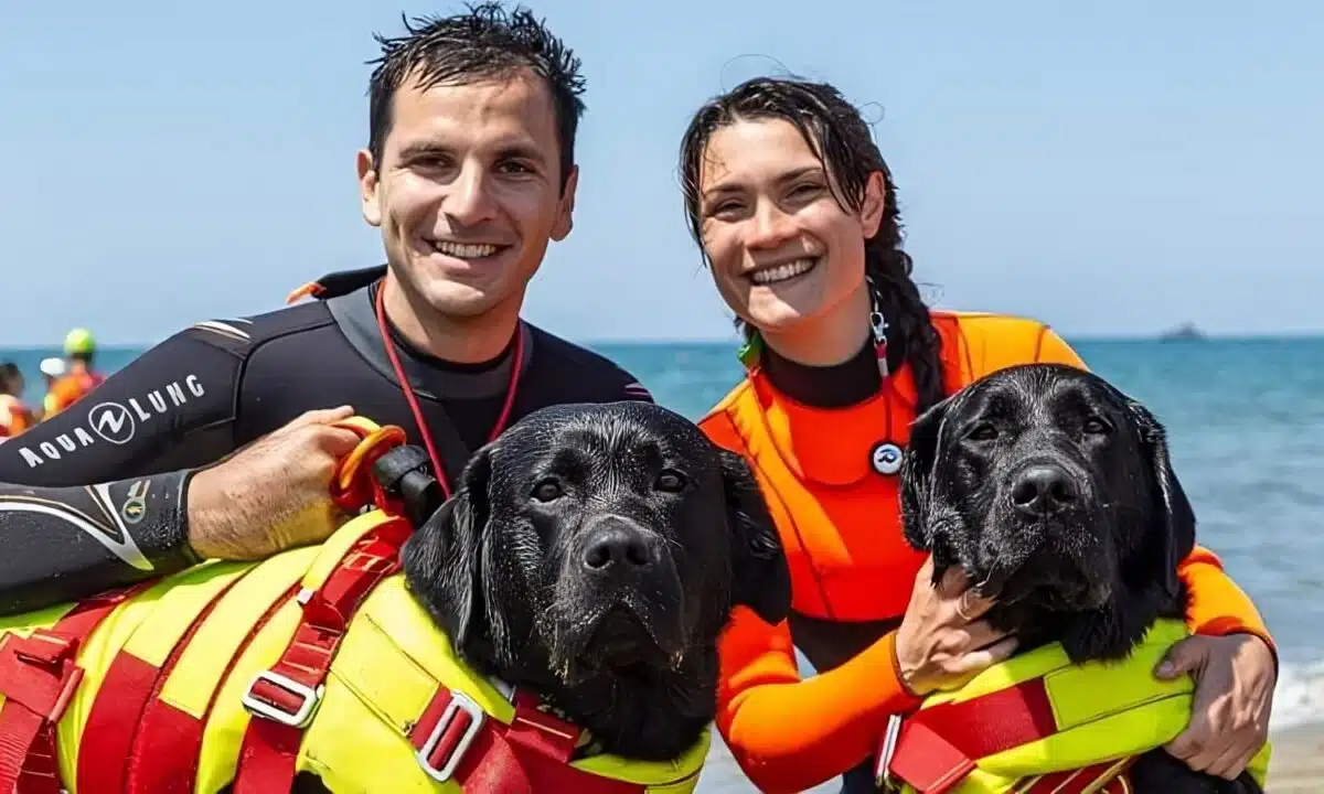 Due cani bagnino salvano 5 ragazzi che stavano per annegare in mare, al ritorno carezze e coccole per i due supereroi