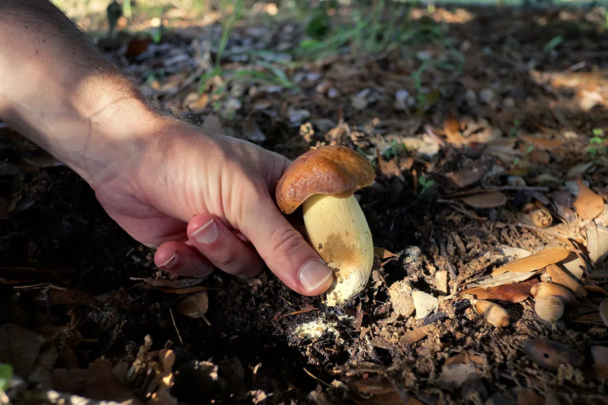 Una cena fatale in famiglia, cucina funghi velenosi, muoiono tre parenti, un altro è gravissimo, lei sta bene