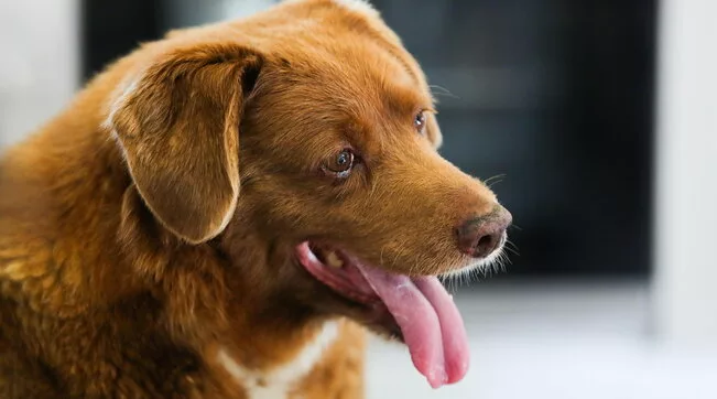 Buon ponte dell’arcobaleno a Bobi, era il cane più vecchio al mondo, era  entrato nel Guinness World Records