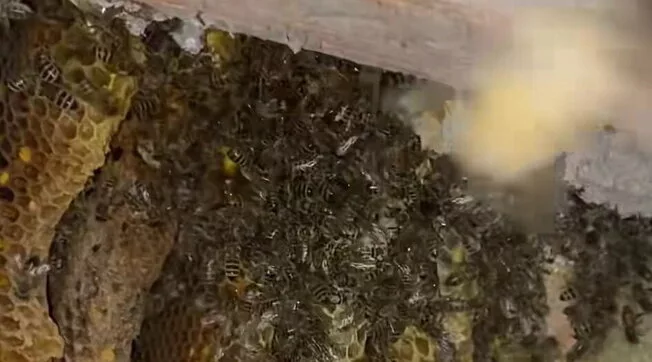 Viterbo, scoperto un nido gigantesco di api, oltre 100 mila, nell’intercapedine di una casa