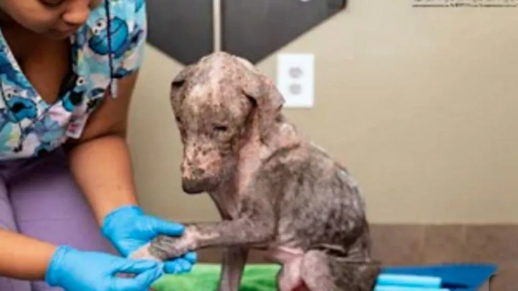 Cucciolo randagio viene ritrovato da volontari, aveva una gravissima infezione alla pelle, grazie all’amore e le cure diventa un cane bellissimo