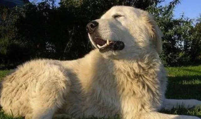 Cane Maremmano azzanna al volto il padrone mentre erano in auto, l’uomo rischia di perdere l’uso del naso