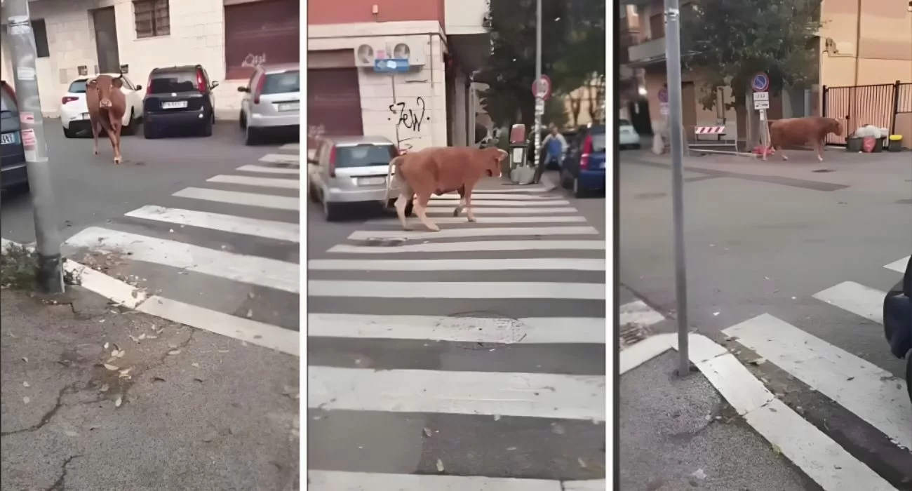 Fauna urbana, dopo il leone a Ladispoli oggi è il turno di un vitello vagante che crea scompiglio nelle strade di Vitinia