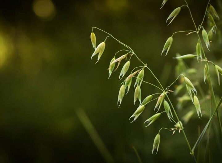 Scopri il potere del Wild Oat: il fiore di Bach per il tuo benessere